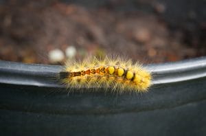 Rusty tussock moth caterpillar or Orgyia antiqua (L.) Long yellow hairs, orange dots and tufts. Stinging hairs can cause skin irritations. Selective focus.